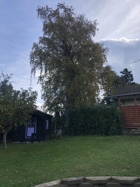Beskæring af træ