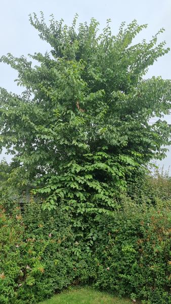 Beskæring af elmetræ og hæk