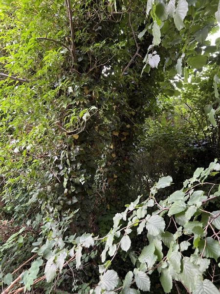 Fældning af træstammer