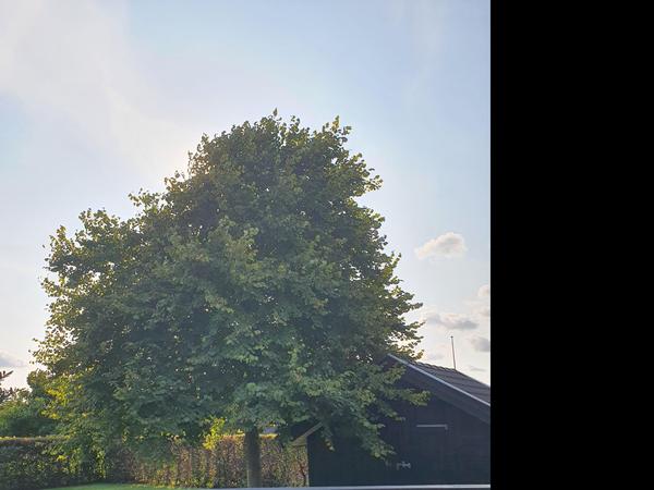 Beskæring af træ