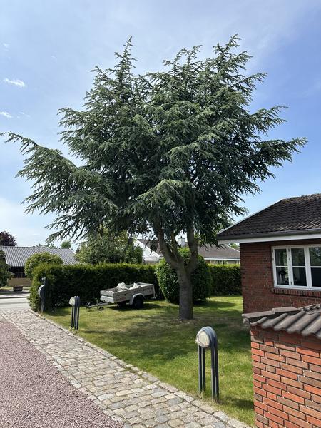 Fældning af grantræ m.m