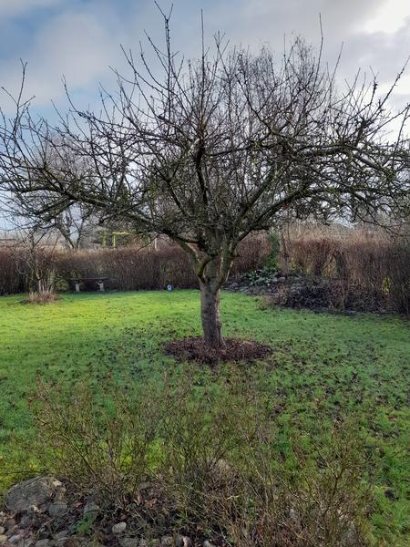 Beskæring af pæretræ og æbletræ