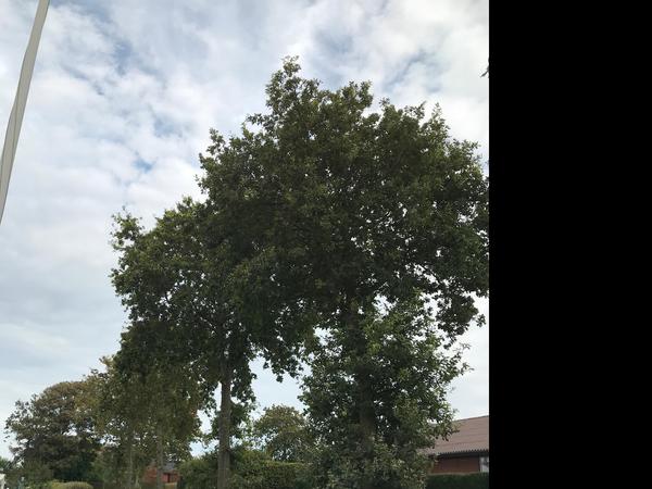 Boligforening - Prisoverslag på træfældning