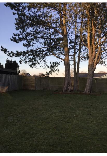 Fældning og bortskaffelse af træer