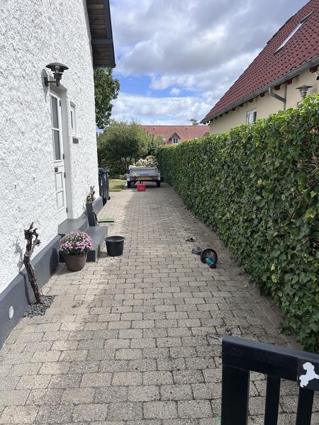 Beskæring af valnøddetræ