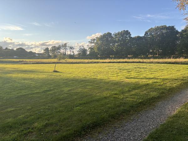Plantning af læhegn