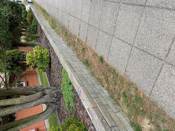 Fældning af træer samt omlægning af flisekant