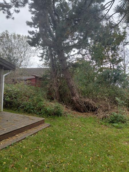 Fældning af grantræer