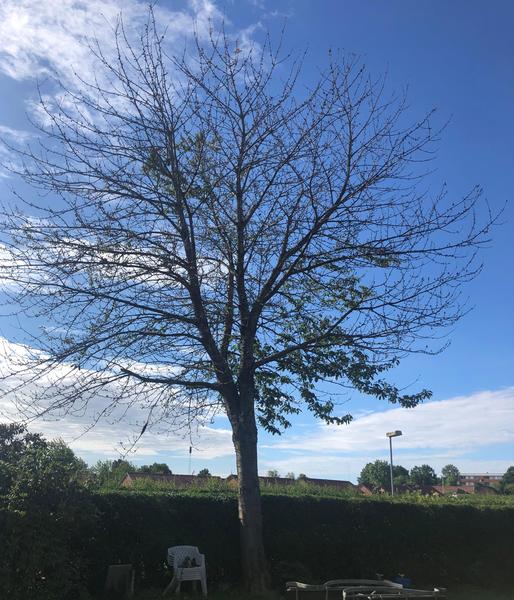 Træfældning inkl. rodfræsning