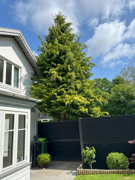 Fældning af træ tæt på hus