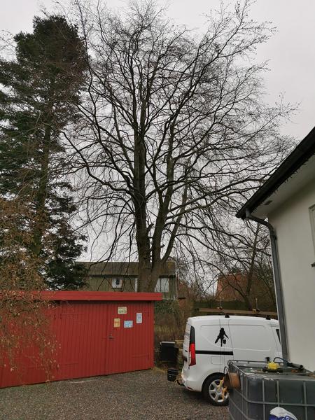 Beskæring af bøgetræ