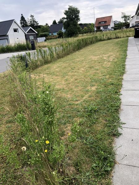 Udskiftning af hæk