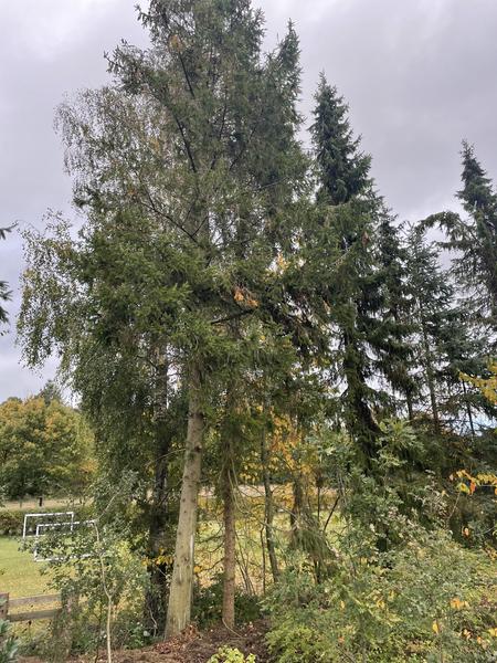 Fældning af grantræer