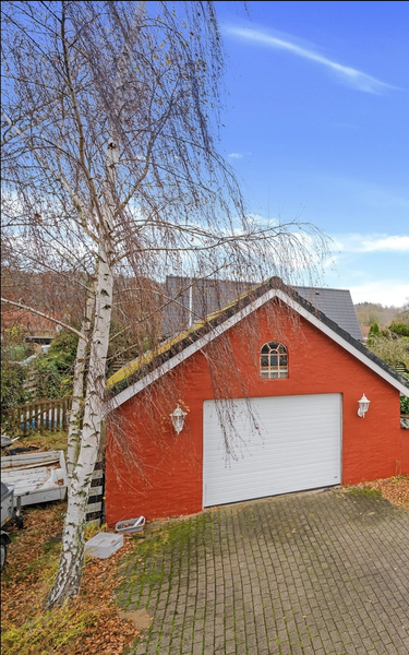 Fældning af hængebirk