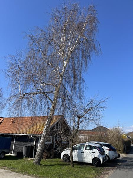 Topkapning af tre birketræer