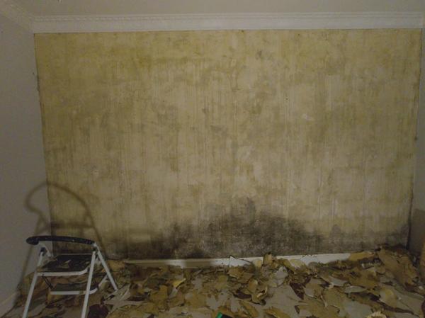 Skimmelbekæmpelse på væg