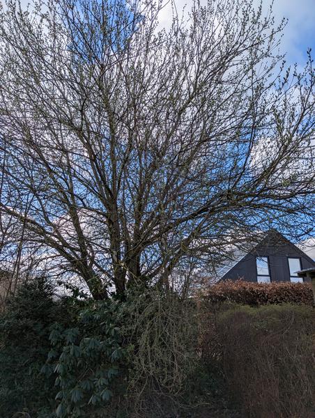 Fældning og bortskaffelse af træ