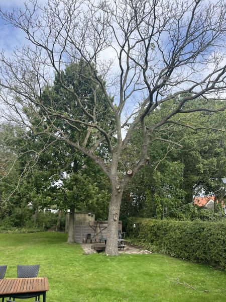 Fældning af valnødtræ