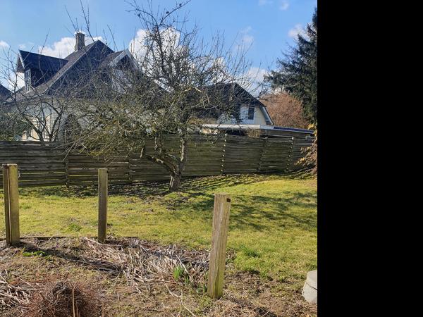 Beskæring af træ