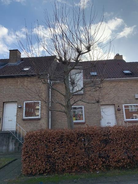 Beskæring af træer