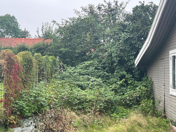 Rydning af have inkl. beskæring