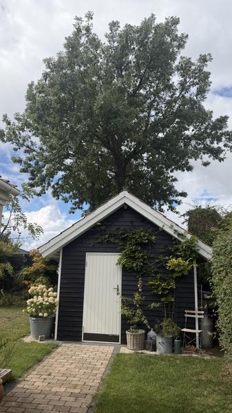 Beskæring af asketræ