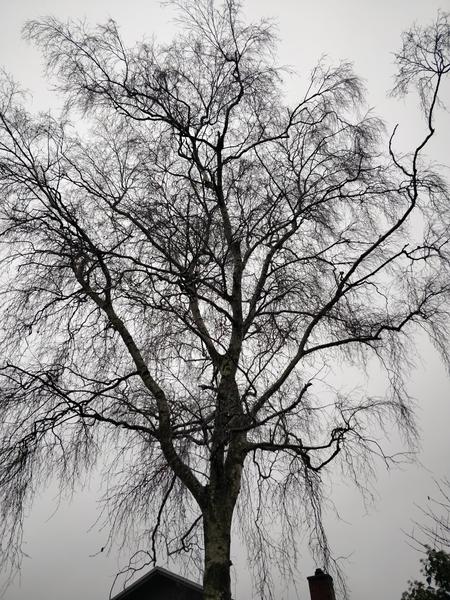 Træfældning og stubfræsning