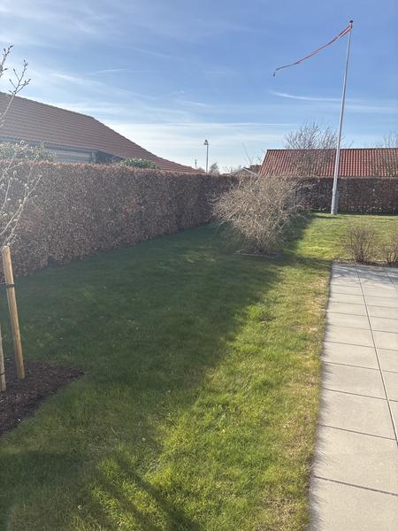 Topdressing af ujævn plæne