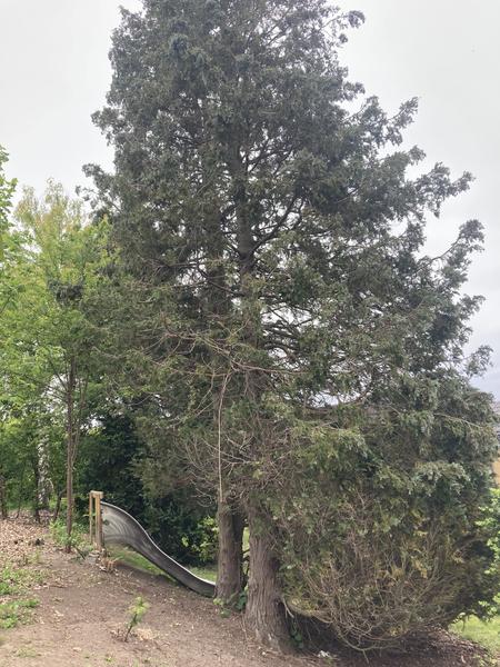 Fældning af grantræer