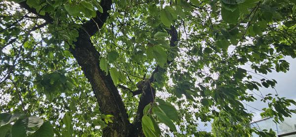 Beskæring af fuglekirsebærtræ