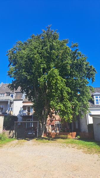 Beskæring og topkapning af højt træ