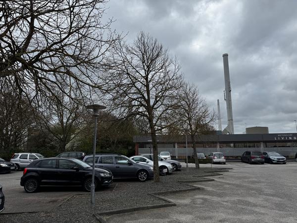 Beskæring af træer