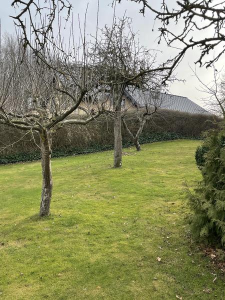 Fældning og stubfræsning af frugttræer