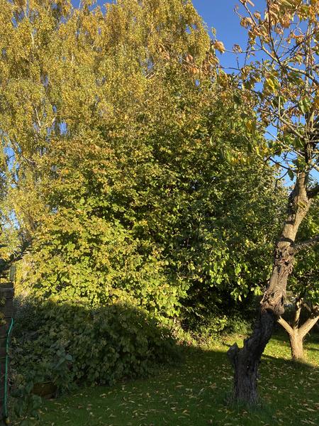 Beskæring af træer