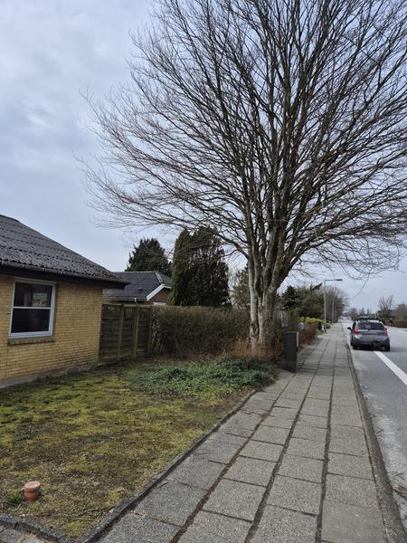 Fældning af træ og anlæg af græsplæne