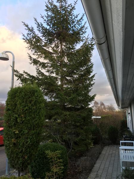 Fældning af grantræ