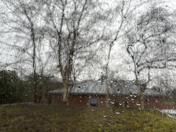 Træfældning