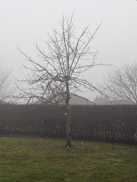 Fældning og rodfræsning af et træ