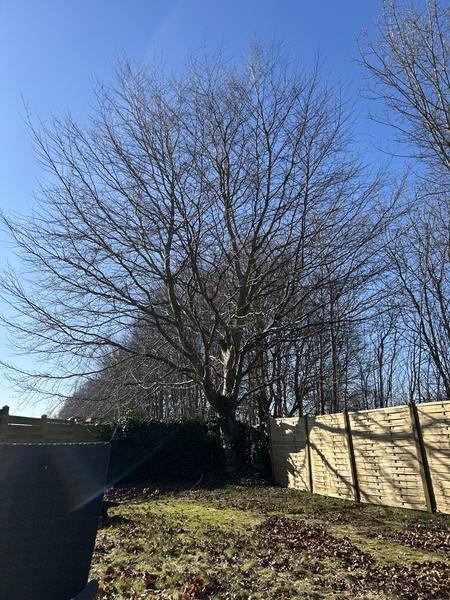 Kronen af træ skæres i Køge