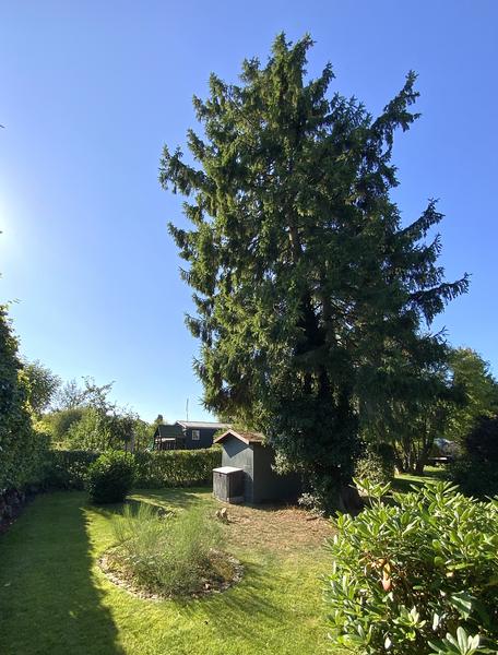 Fældning af grantræer og rodfræsning