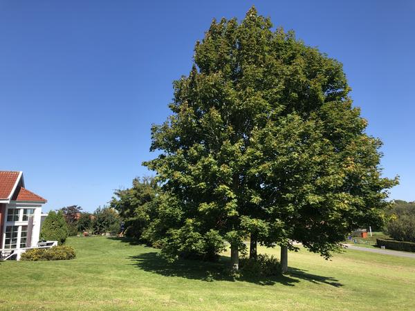 Beskæring af træer