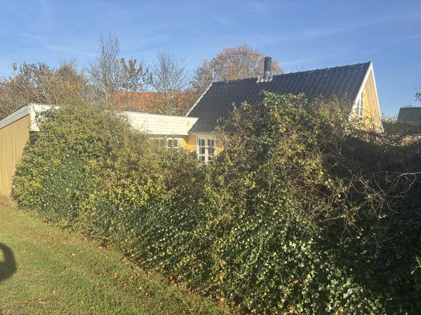 Etablering af hæk/hegn