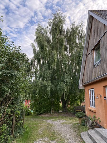 Fældning af birketræ