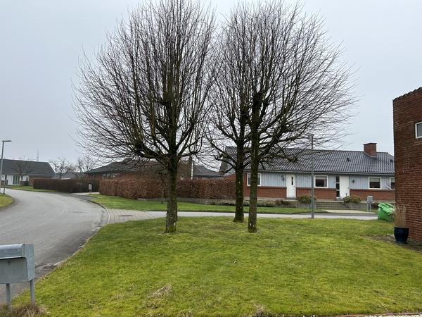 Fældning af tre træer