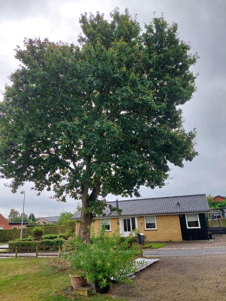 Fældning af egetræ (12m)