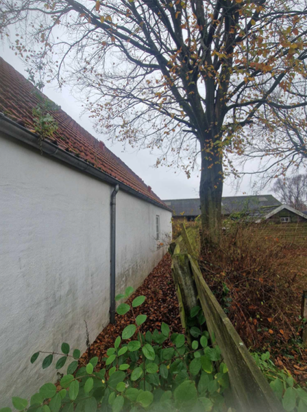 Beskæring af bøgetræ og fældning af træ