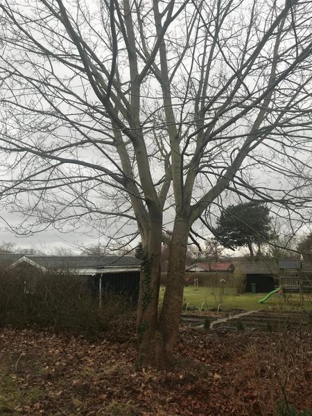 Prisoverslag - Fældning eller topkapning af træ