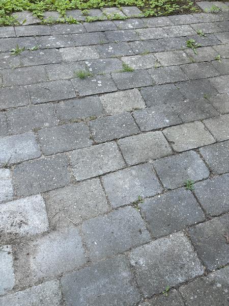 Jævning og såning af græsplæne