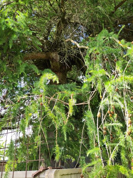 Fældning af lærketræ