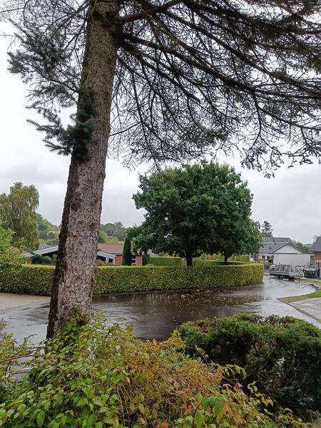 Træfældning og bortkørsel